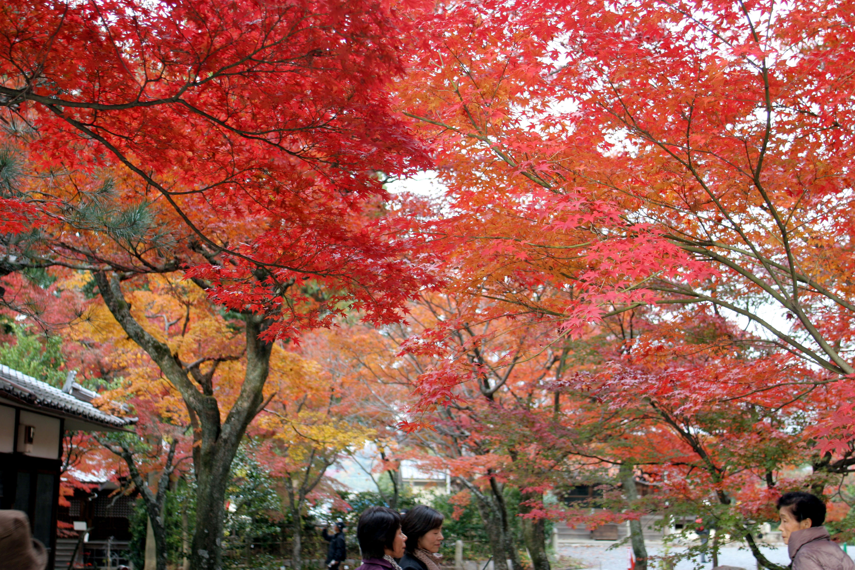 10 11 25 真如堂 吉田神社 紅葉